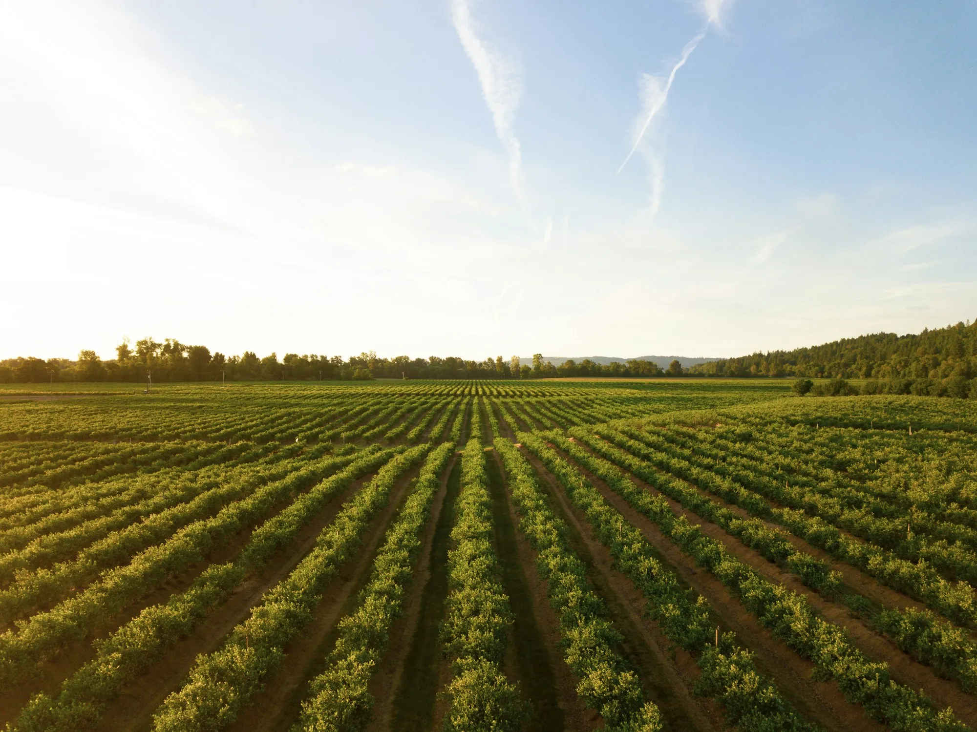 Long rows of young crops in a farm field